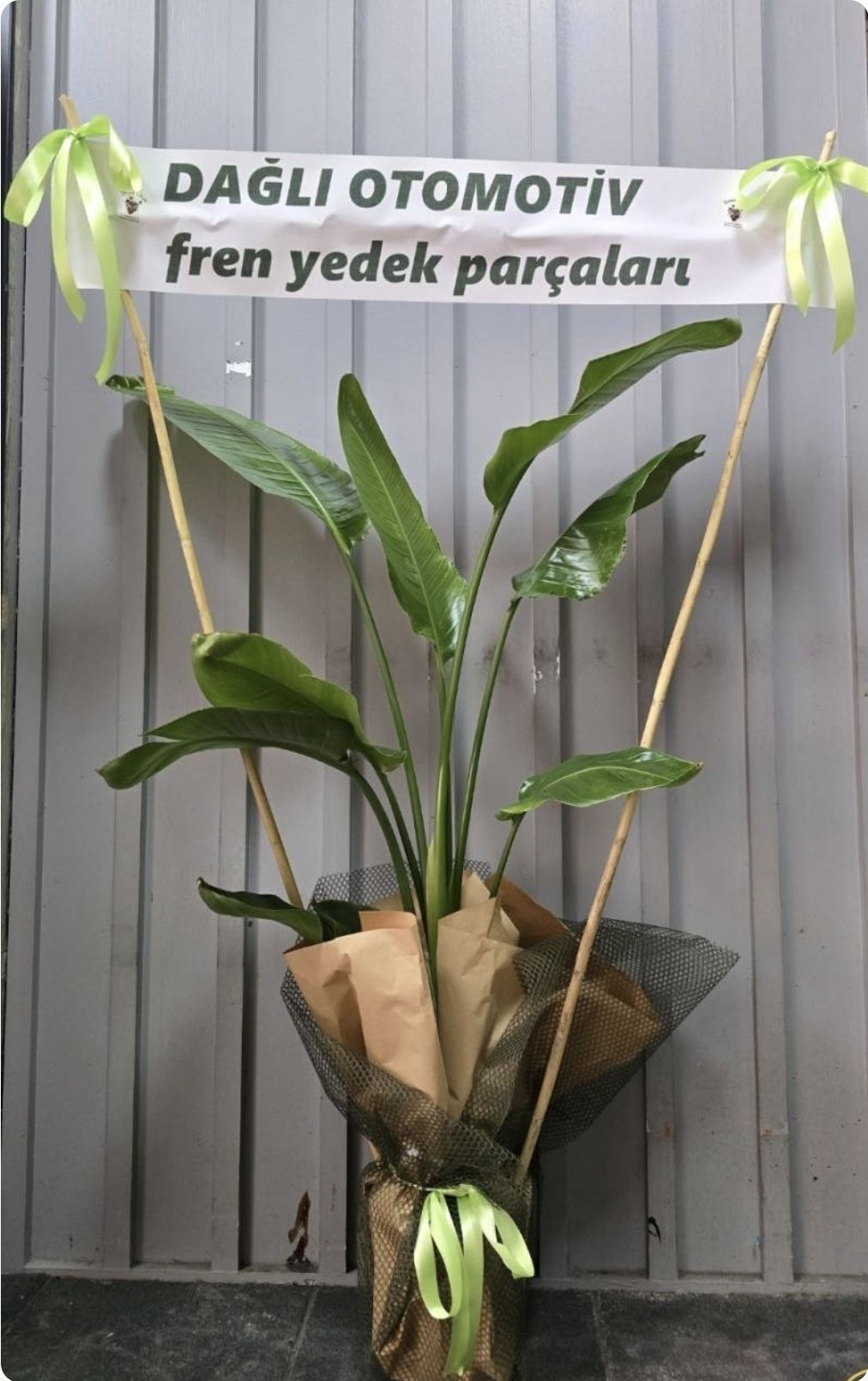 DÜĞÜN🌴VE AÇILIŞ🌵ÇİÇEKLERİ🌲