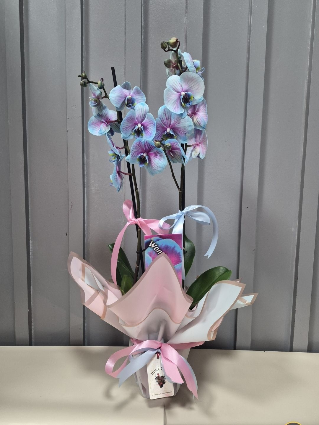 MAVİ PEMBE ORKİDE 1