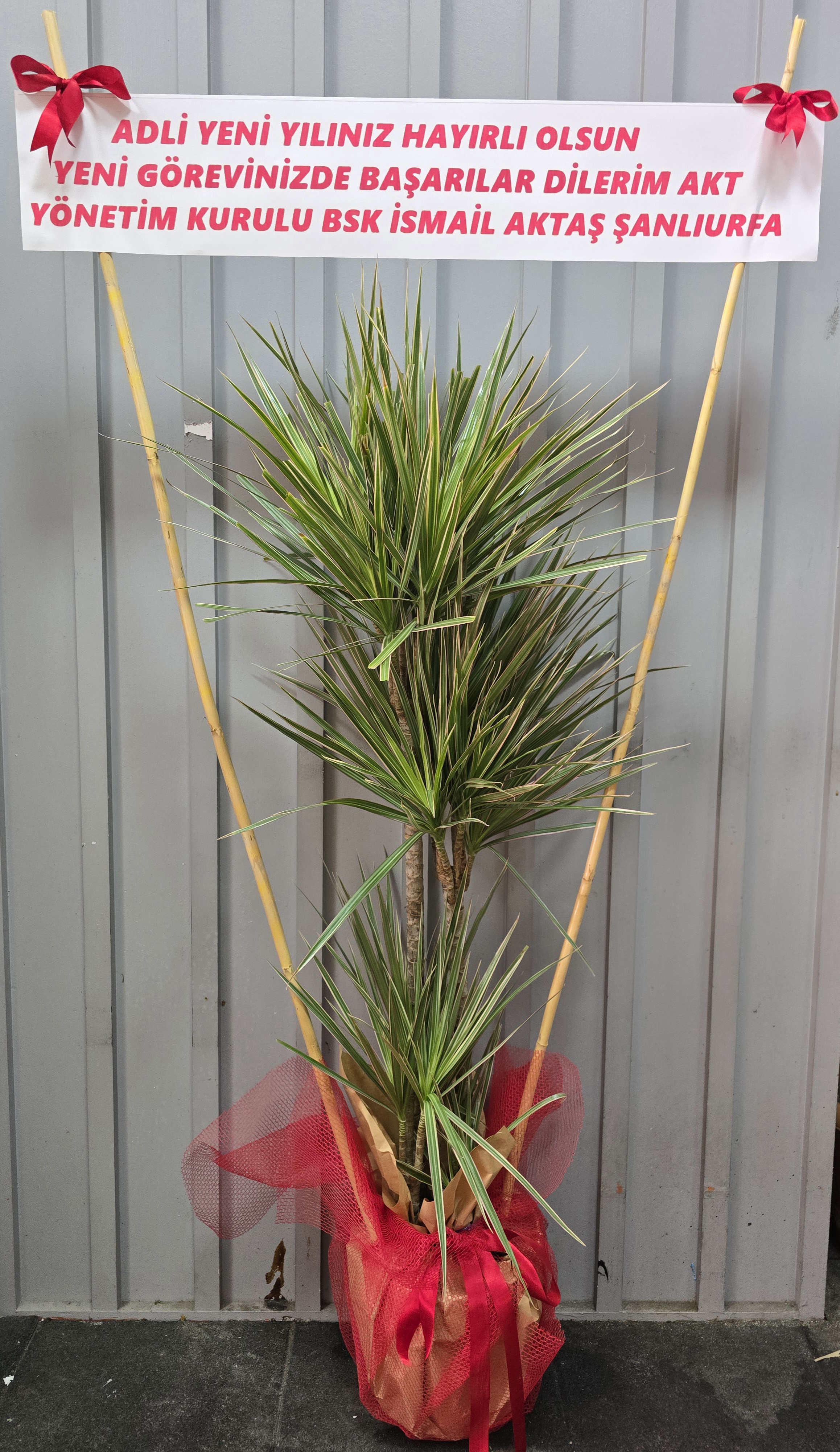 MADAGASKAR DRACENA