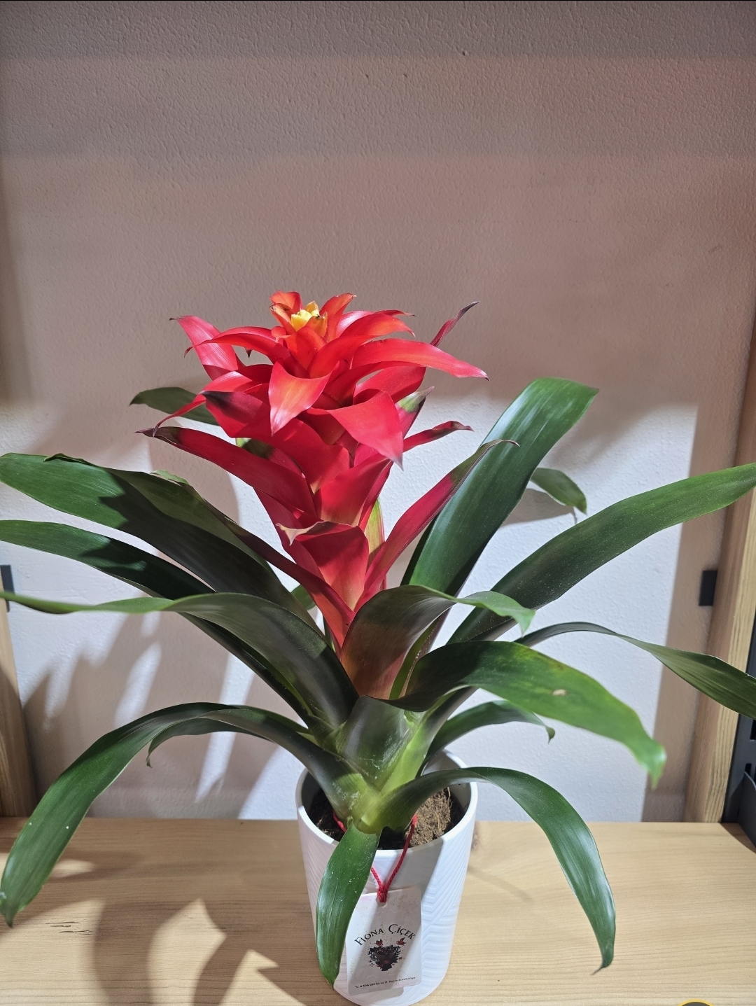 SERAMİK SAKSILI KIRMIZI İTHAL GUZMANİA