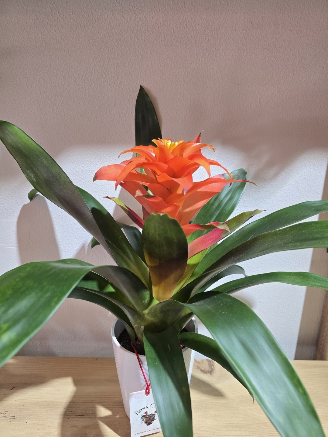 SERAMİK SAKSILI TURUNCU İTHAL GUZMANİA