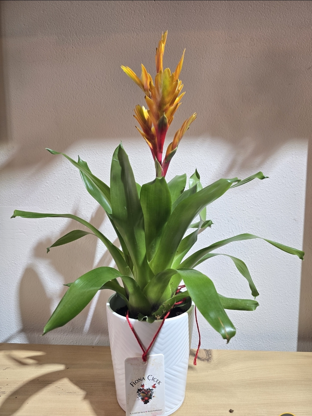 SERAMİK SAKSILI TURUNCU ALEV KILICI