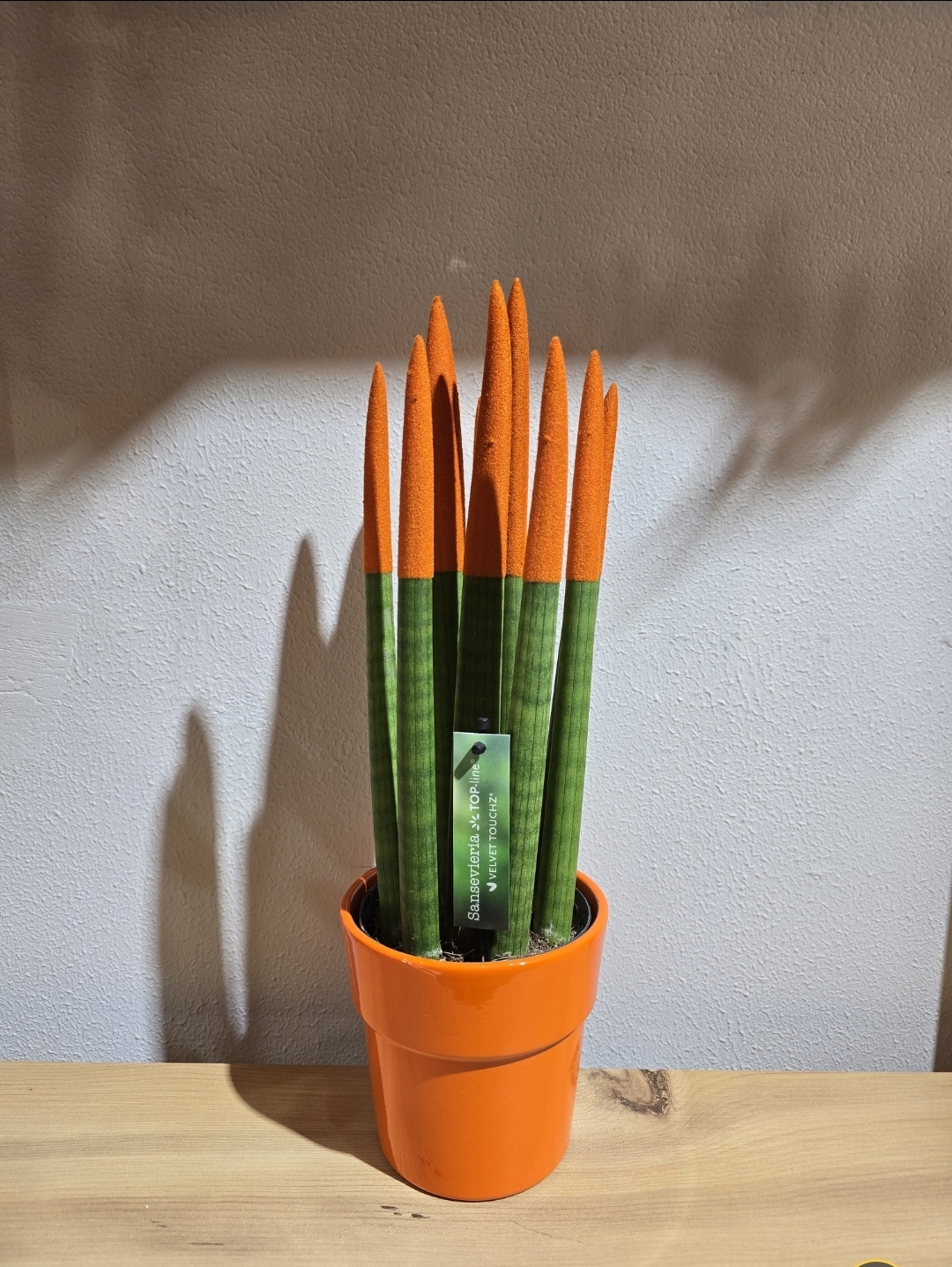 TURUNCU BÜYÜK BOY PAŞHA KILICI