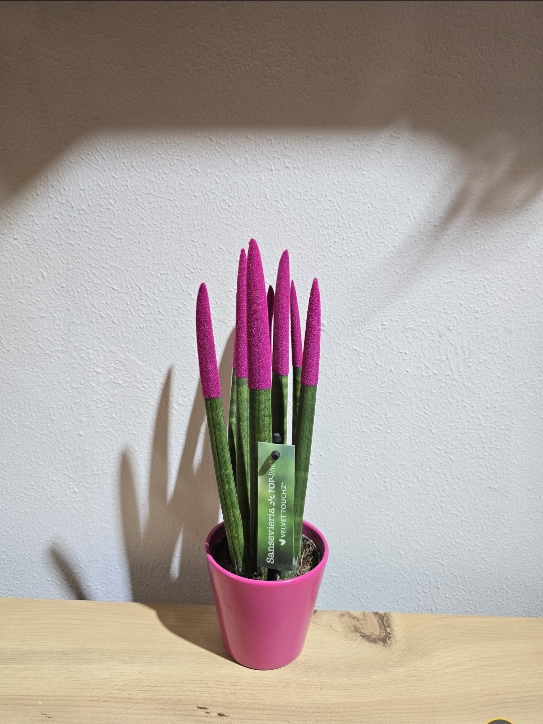 FUŞYA PAŞHA KILICI