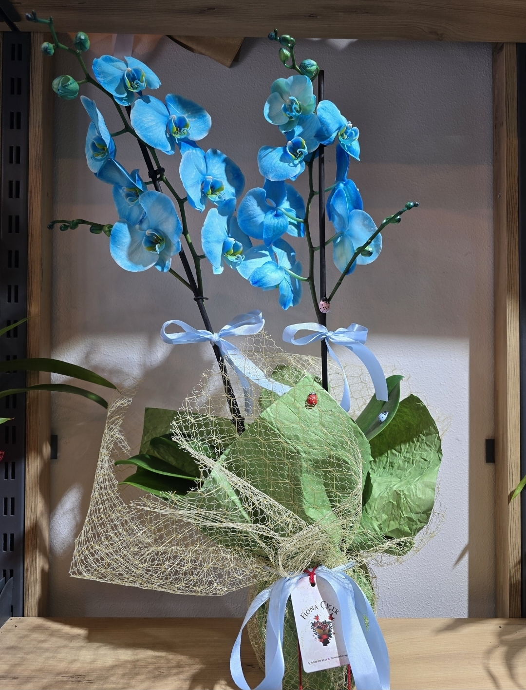 MAVİ İKİ DAL ORKİDE 