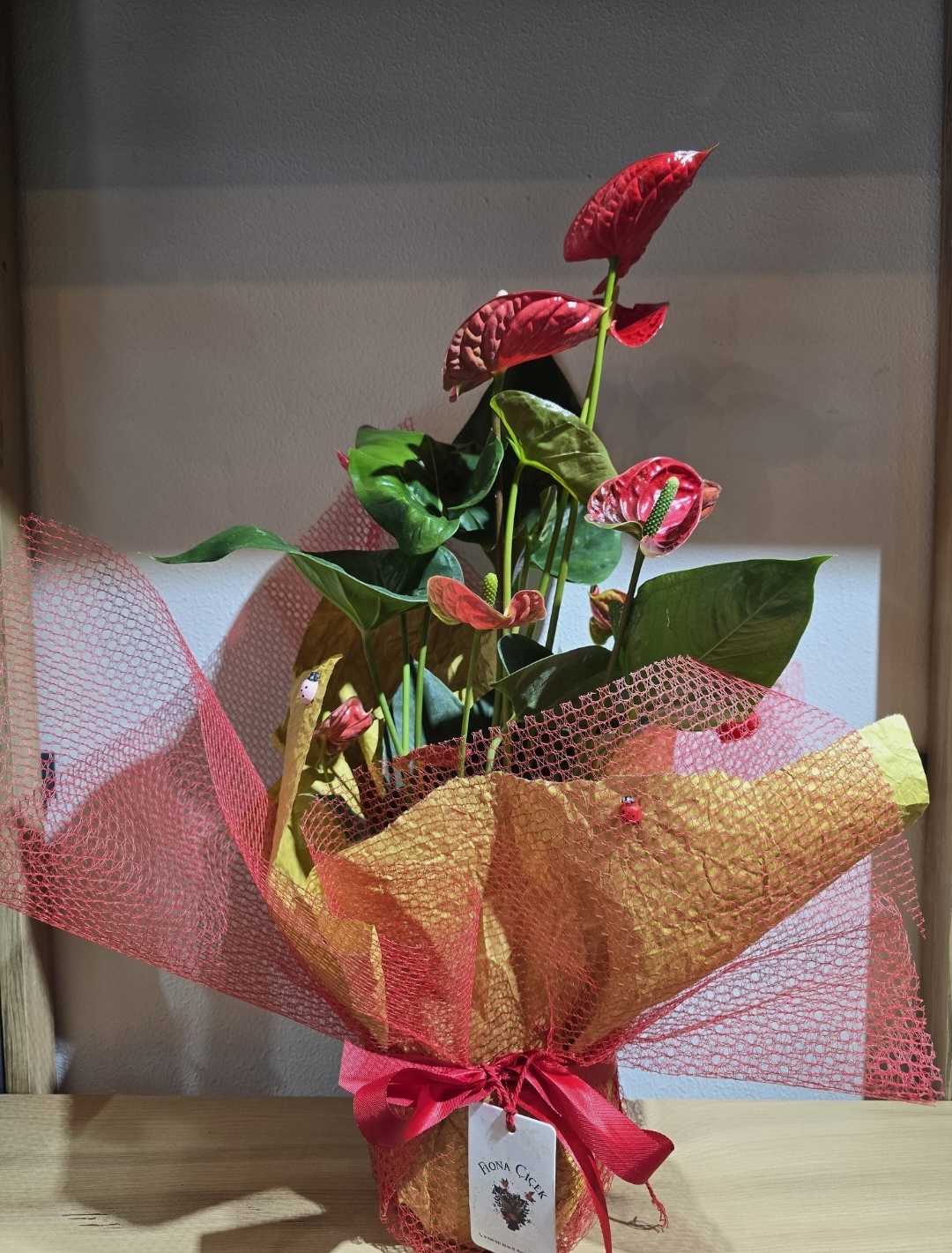 KIRMIZI ORTA BOY ANATORİUM