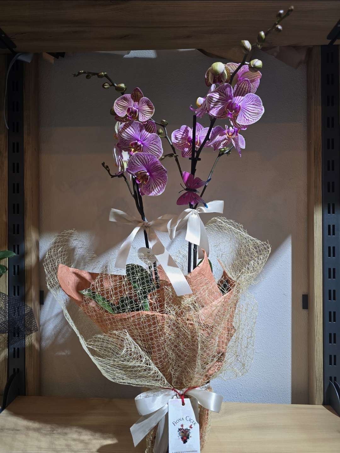 DESENLİ PEMBE ORKİDE