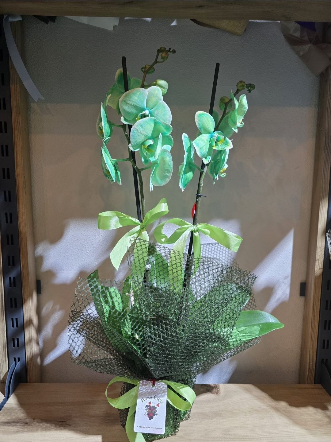 FOSFOR YEŞİLİ ORKİDE 