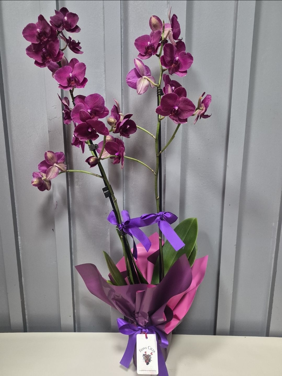 İKİ DAL MOR ORKİDE