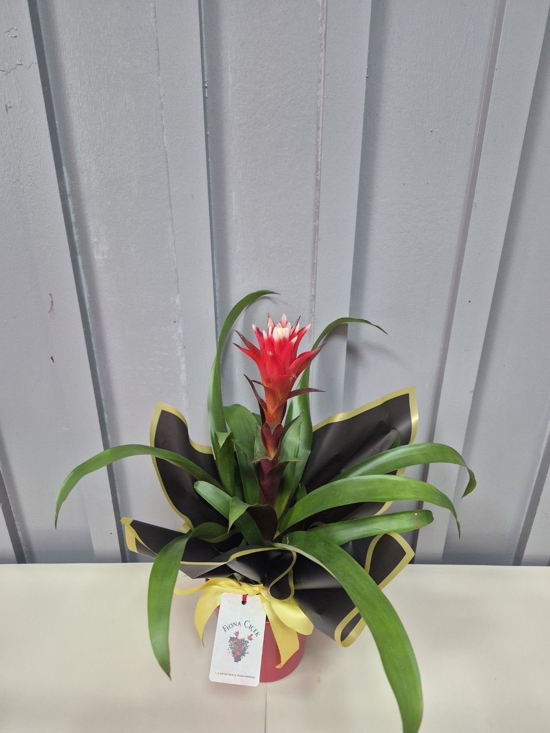 SERAMİK VAZOLU GUZMANİA