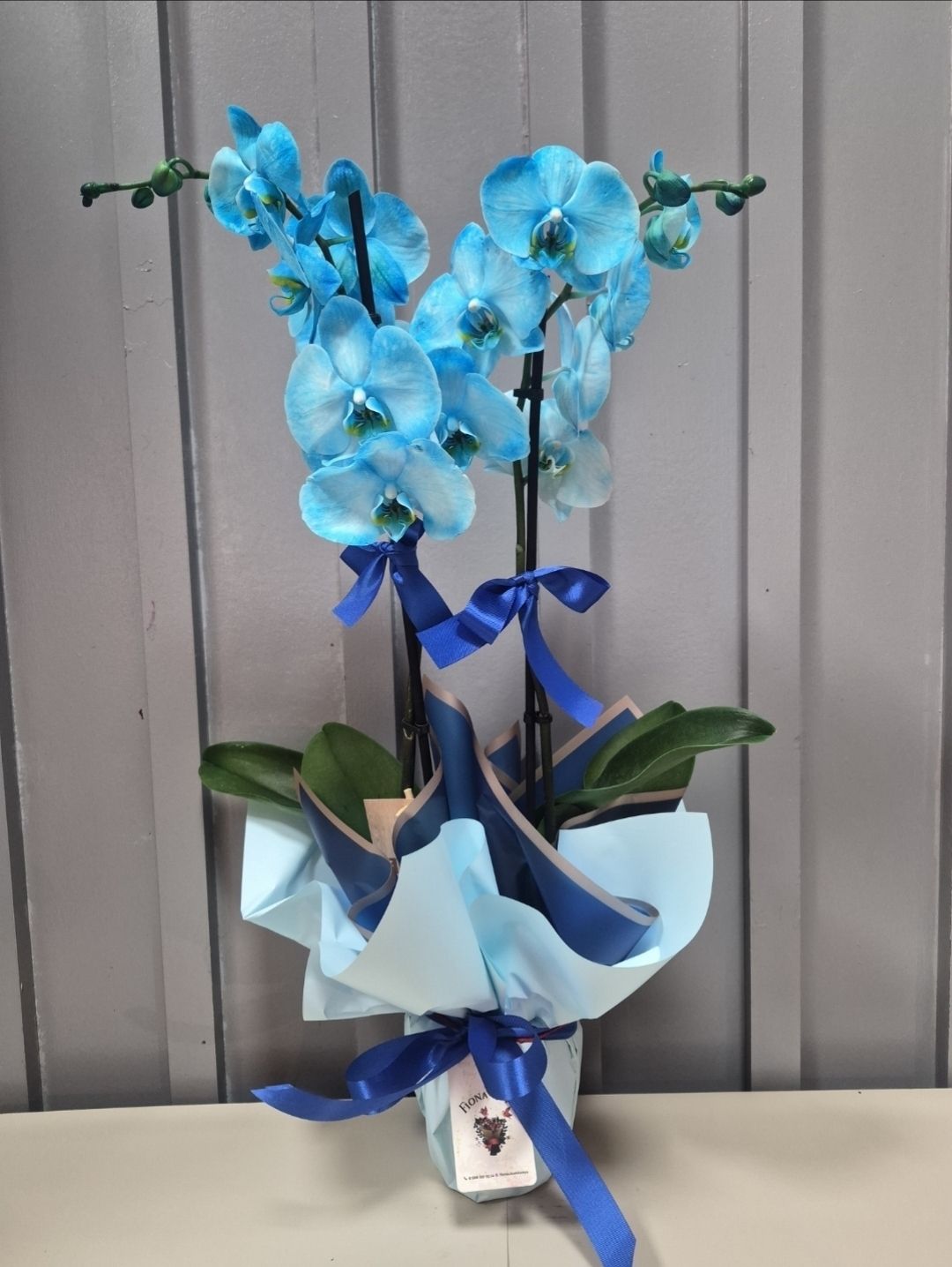 MAVİ ORKİDE 